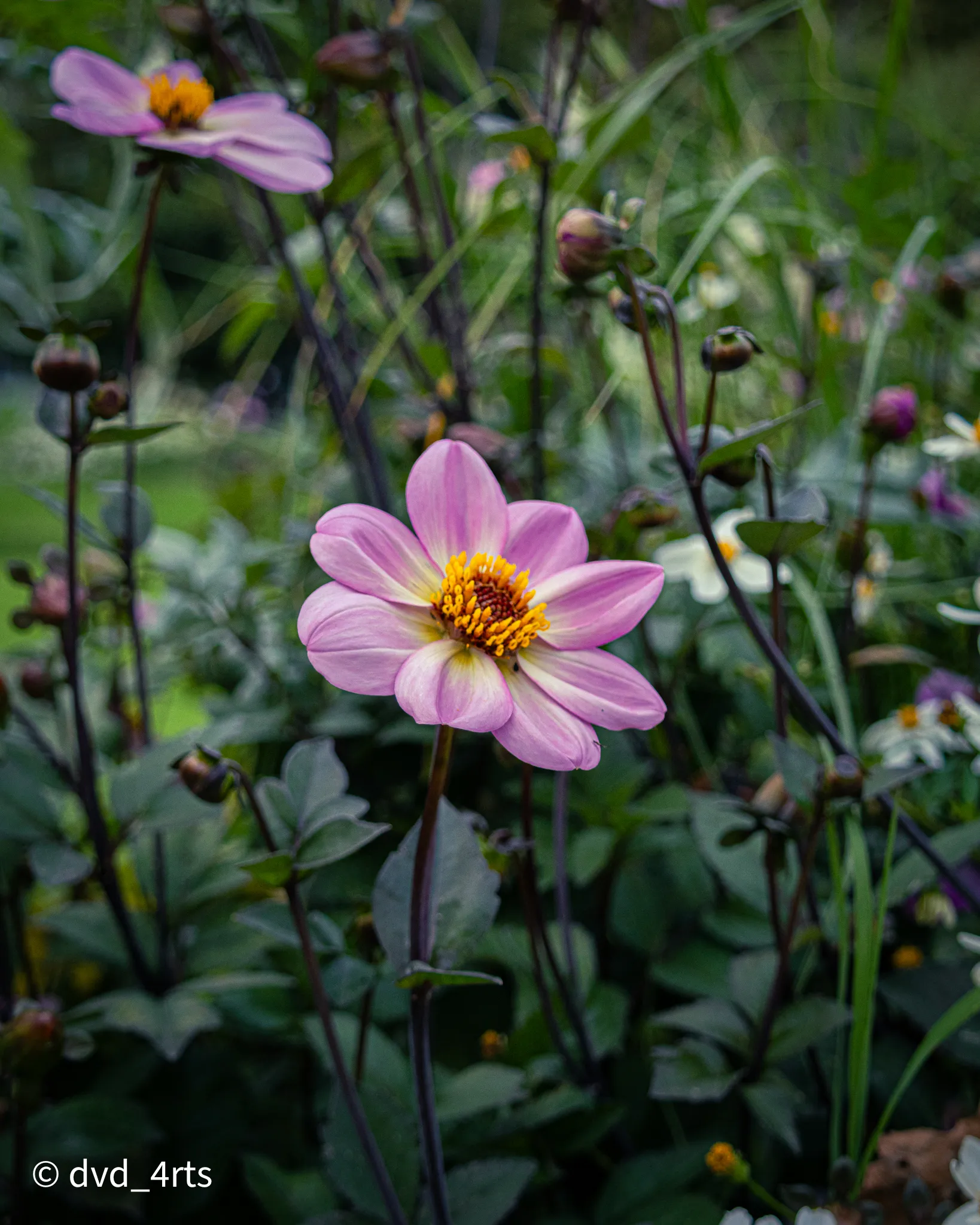 fleurs